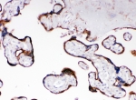 IHC-P: CYPOR antibody testing of human placenta tissue. HIER: steamed with pH6 citrate buffer.