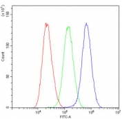 Flow cytometry testing of human A549 cells with p62 antibody at 1ug/million cells (blocked with goat sera); Red=cells alone, Green=isotype control, Blue= p62 antibody.