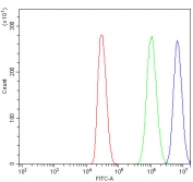 Flow cytometry testing of human MCF7 cells with ZO-2 antibody at 1ug/million cells (blocked with goat sera); Red=cells alone, Green=isotype control, Blue= ZO-2 antibody.