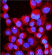 Immunofluorescent staining of FFPE human A431 cells with RIAM antibody (red) and DAPI nuclear stain (blue). HIER: steam section in pH6 citrate buffer for 20 min.