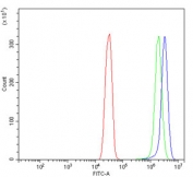 Flow cytometry testing of human SiHa cells with RIAM antibody at 1ug/million cells (blocked with goat sera); Red=cells alone, Green=isotype control, Blue= RIAM antibody.