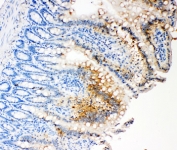 IHC-P: Caspase-3 antibody testing of rat intestine tissue lysate