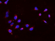 Immunofluorescent staining of FFPE human U-2 OS cells with VASA antibody (red) and DAPI nuclear stain (blue). HIER: steam section in pH6 citrate buffer for 20 min.