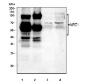 Western blot testing of 1) human A549, 2) human HaCaT, 3) rat brain and 4) mouse brain tissue lysate with NRG1 antibody. Predicted molecular weight ~70 kDa, but due to multiple isoforms and glycosylation this protein may be observed at a broad range of molecular weights.
