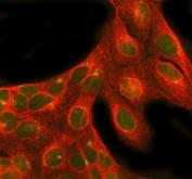 Immunofluorescent staining of FFPE human U-2 OS cells with NRG1 antibody (green) and Beta Tubulin mAb (red). HIER: steam section in pH6 citrate buffer for 20 min.