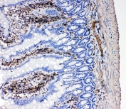 IHC-P: NRG1 antibody testing of rat intestine tissue. HIER: steamed with pH6 citrate buffer.
