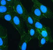 Immunofluorescent staining of FFPE human U-2 OS cells with TJP2 antibody (green) and DAPI nuclear stain (blue). HIER: steam section in pH6 citrate buffer for 20 min.
