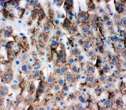 IHC-P: ZO-3 antibody testing of mouse liver tissue