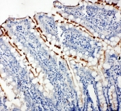 IHC-P: ZO-3 antibody testing of rat intestine tissue