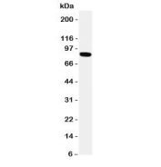 Western blot testing of TRPV2 antibody and HeLa cell lysate.  Expected molecular weight: 85-95 kDa depending on glycosylation level.