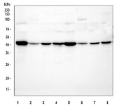 Western blot testing 1) rat heart, 2) rat brain, 3) rat skeletal muscle, 4) rat kidney, 5) mouse heart, 6) mouse brain, 7) mouse skeletal muscle and 8) mouse kidney tissue lysate with PDK2 antibody. Predicted molecular weight ~46 kDa.