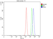 Flow cytometry testing of fixed and permeabilized human PC-3 cells with PDK2 antibody at 1ug/million cells (blocked with goat sera); Red=cells alone, Green=isotype control, Blue= PDK2 antibody.