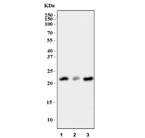 Western blot testing of mouse 1) L929, 2) spleen and 3) RAW264.7 cell lysate.  Expected molecular weight ~22 kDa.