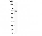 Western blot testing of DISC1 antbody and U87 lysate.  Expected/observed molecular weight: ~94kDa.