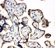 IHC-P: EIF2A antibody testing of human placenta tissue