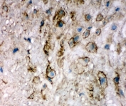 IHC-F testing of EIF6 antibody and human placenta tissue