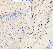 IHC staining of FFPE mouse brain tissue with Flotillin 1 antibody. HIER: boil tissue sections in pH8 EDTA for 20 min and allow to cool before testing.
