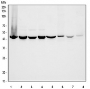 Western blot testing of 1) human A431, 2) human U-251, 3) human PC-3, 4) human HaCaT, 5) rat brain, 6) rat skin, 7) mouse brain and 8) mouse skin tissue lysate with Flotillin 1 antibody. Expected molecular weight ~49 kDa.