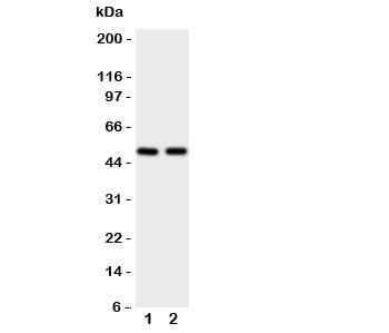 Western blot testing of Flotillin 2 antbody; Lane 1: rat lung; 2: 293T cell lysate