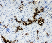 IHC-P: Kallikrein 1 antibody testing of mouse kidney tissue