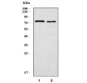 Western blot testing of human 1) A549 and 2) HepG2 cell lysate with LPP antibody. Predicted molecular weight: ~66 kDa but is routinely observed at 80~85 kDa.