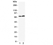 Western blot testing of PAD4 antbody; Lane 1: PANC;  2: 293T cell lysate.  Predicted/observed size ~72KD