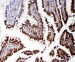 IHC-P: RGS3 antibody testing of rat intestine tissue