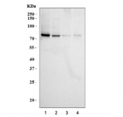Western blot testing of human 1) K562, 2) HeLa, 3) Raji and 4) Jurkat cell lysate with RIP antbody.  Expected molecular weight ~76 kDa.