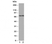 Western blot testing of ABCG4 antibody; Lane 1: rat brain;  2: mouse brain tissue lysate. Predicted molecular weight 60-80 kDa