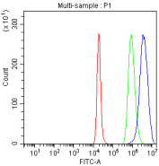 Flow cytometry analysis of fixed and permeabilized human SH-SY5Y cells with ABI2 antibody at 1ug/million cells (blocked with goat sera); Red=cells alone, Green=isotype control, Blue= ABI2 antibody.