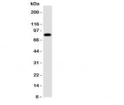Western blot testing of Proprotein Convertase 4 antibody and rat brain tissue.  Observed size 54~84KD depending on glycosylation level
