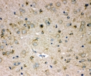 IHC-P: SPARCL1 antibody testing of rat brain tissue. HIER: steamed with pH6 citrate buffer.