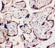 IHC staining of FFPE human placental tissue with WISP1 antibody. HIER: boil tissue sections in pH6, 10mM citrate buffer, for 10-20 min and allow to cool before testing.