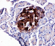 IHC staining of FFPE rat pancreas with WISP1 antibody. HIER: boil tissue sections in pH6, 10mM citrate buffer, for 10-20 min and allow to cool before testing.