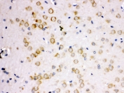 IHC-P: APLP1 antibody testing of rat brain tissue. Required HIER: steam section in pH6 citrate buffer for 20 min and allow to cool prior to tetsting.