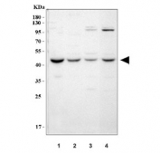 Western blot testing of 1) human HeLa, 2) human HepG2, 3) rat testis and 4) mouse testis tissue lysate.  Predicted molecular weight: ~56/51 kDa (isoforms a/b).
