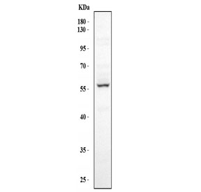 Western blot testing of human HepG2 cell lysate with FMO5 antibody.  Expected molecular weight ~60 kDa.