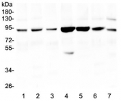 Western blot testing of 1) human HeLa, 2) (h) THP1, 3) (h) A549, 4) monkey COS-7, 5) (h) Caco-2, 6) (h) K562 and 7) (h) HL-60 lysate with Gelsolin antibody at 0.5ug/ml.  Predicted molecular weight ~86 kDa.