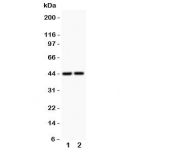 Western blot testing of RUNX3 antibody and 1. rat liver and 2. mouse liver.  Predicted molecular weight: ~44 kDa, isoforms can be observed at 42-48 kDa.