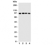 Western blot testing of SIDT1 antibody and Lane 1:  HeLa;  2: COLO320;  3: SW620;  4: HT1080 cell lysate