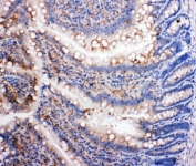 IHC-P: SMAD5 antibody testing of rat intestine tissue