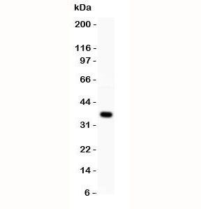 Western blot testing of WNT4 antibody and MCF-7 lysate. Expected/observed size 35~46KD depending on glycosylation level