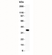 Western blot testing of WNT4 antibody and MCF-7 lysate.  Expected molecular weight: 35~46 kDa depending on glycosylation level.