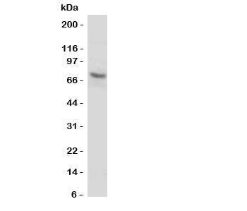 Western blot testing of P2X7 antibody and U87 cell lysate. Expected/observed size: 65~85KD depending on glycosylation level