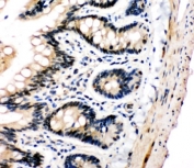 IHC-P: PLK2 antibody testing of rat intestine tissue. HIER: steam section in pH6 citrate buffer for 20 min and allow to cool prior to staining.