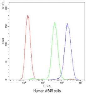 Flow cytometry testing of human A549 cells with PLK2 antibody at 1ug/million cells (blocked with goat sera); Red=cells alone, Green=isotype control, Blue=PLK2 antibody.