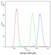 Flow cytometry testing of human A549 cells with PLK2 antibody at 1ug/10^6 cells (blocked with goat sera); Red=cells alone, Green=isotype control, Blue=PLK2 antibody.