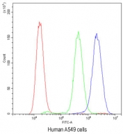 Flow cytometry testing of human A549 cells with PLK2 antibody at 1ug/10^6 cells (blocked with goat sera); Red=cells alone, Green=isotype control, Blue=PLK2 antibody.