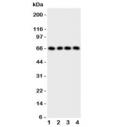 Western blot testing of human 1) SK-OV-3, 2) U-2 0S, 3) HeLa and 4) SMMC-7721 cell lysate.  Expected molecular weight ~66 kDa (unmodified), 85-95 kDa (glycosylated).