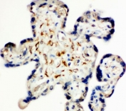 IHC staining of FFPE human placental tissue with Syndecan 3 antibody. HIER: boil tissue sections in pH8 EDTA for 20 min and allow to cool before testing.